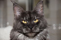 Maike Cernohorsky-Herms